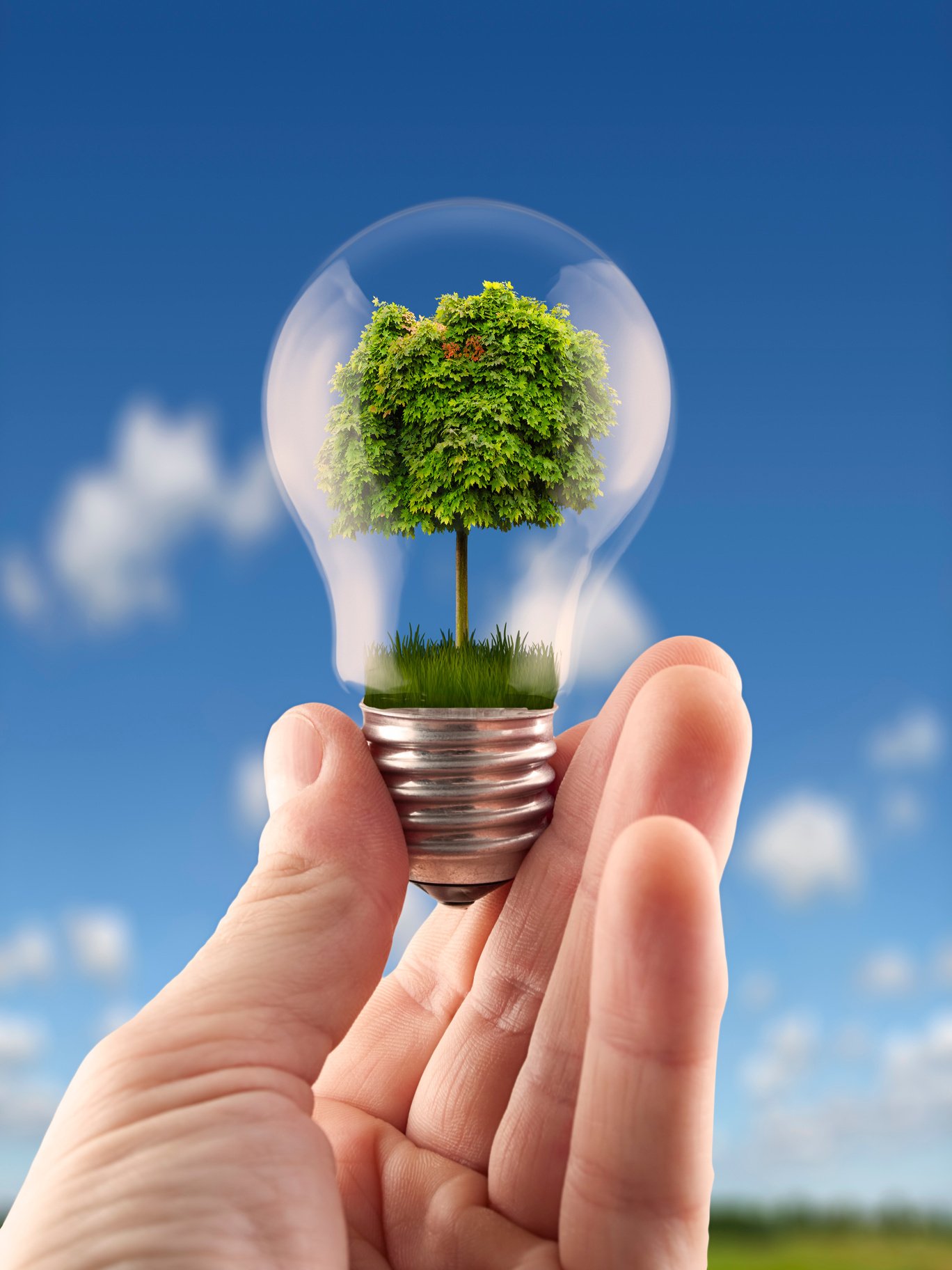 Light bulb with a tree, illustrating energy-conscious design